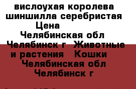 вислоухая королева -шиншилла серебристая › Цена ­ 12 000 - Челябинская обл., Челябинск г. Животные и растения » Кошки   . Челябинская обл.,Челябинск г.